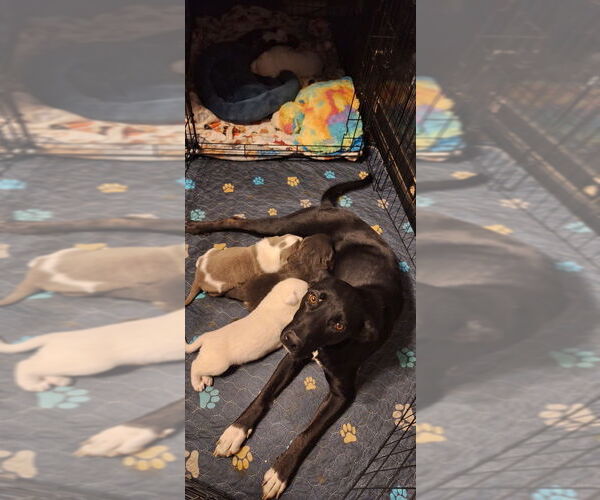 Medium Photo #6 Labrador Retriever-Unknown Mix Puppy For Sale in Aurora, IN, USA