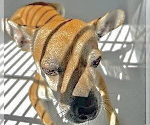 Chihuahua-Unknown Mix Dogs for adoption in Houston, TX, USA