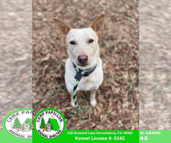 Medium Photo #9 Red Heeler-Unknown Mix Puppy For Sale in Stroudsburg, PA, USA