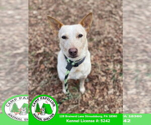 Elsa - Female Red Heeler-Unknown Mix Dog for Adoption - Photo #9