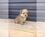 Small #5 Morkie