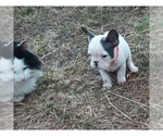 Small Photo #5 French Bulldog Puppy For Sale in ROCK ISLAND, TN, USA