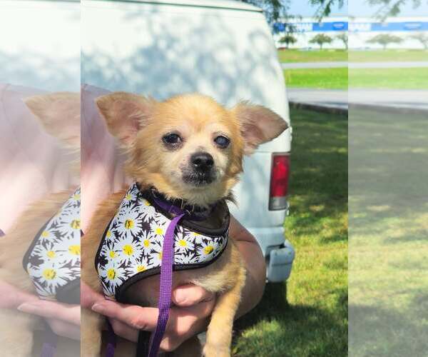 Medium Photo #5 Chiranian Puppy For Sale in Mount Laurel, NJ, USA