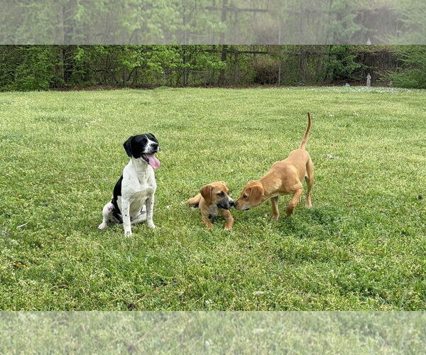 Medium Photo #7 American Foxhound-Unknown Mix Puppy For Sale in Texarkana, TX, USA