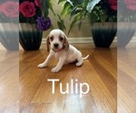 Puppy Tulip Beagle