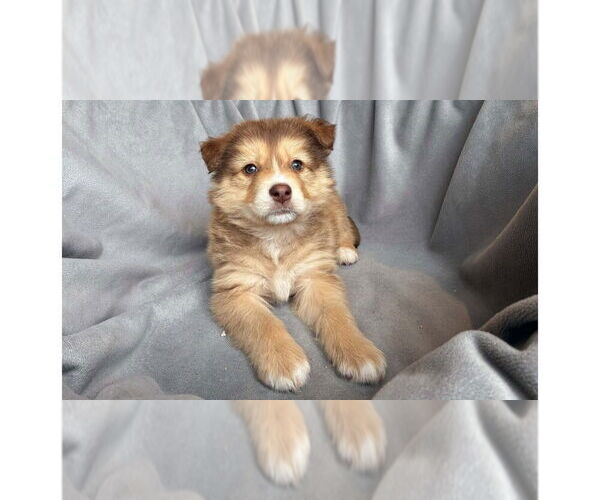 Medium Photo #7 Border Collie-Unknown Mix Puppy For Sale in New York, NY, USA