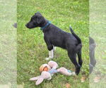 Small #10 Border Collie-Jack Russell Terrier Mix
