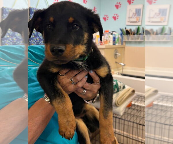 Medium Photo #1 Rottweiler-Unknown Mix Puppy For Sale in Amarillo, TX, USA