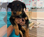 Small Rottweiler Mix