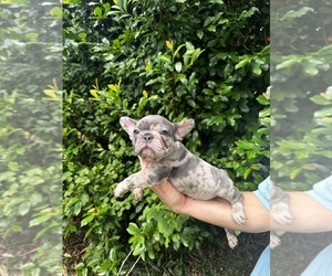 French Bulldog Puppy for Sale in MONTGOMERY, Alabama USA