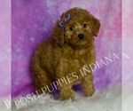 Small Photo #38 Goldendoodle (Miniature) Puppy For Sale in WARSAW, IN, USA