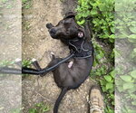 Small #6 American Pit Bull Terrier Mix