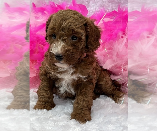 Medium Photo #2 Poodle (Miniature) Puppy For Sale in BULLARD, TX, USA