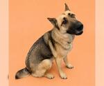 Small #1 German Shepherd Dog Mix