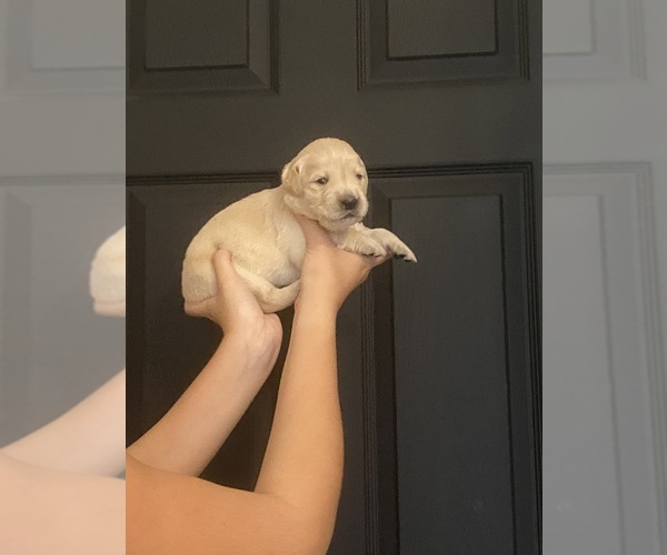 Medium Photo #5 English Cream Golden Retriever Puppy For Sale in MARVEL CAVE PARK, MO, USA