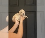 Small #4 English Cream Golden Retriever