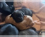 Small Photo #2 Frenchie Pug Puppy For Sale in BLOOMINGTON, IL, USA