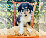 Small Photo #11 Collie Puppy For Sale in OCALA, FL, USA
