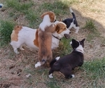 Small Photo #18 Border Collie-Pembroke Welsh Corgi Mix Puppy For Sale in CHILOQUIN, OR, USA