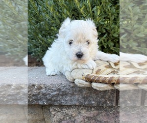 Maltese Puppy for sale in MIDDLEBURY, IN, USA