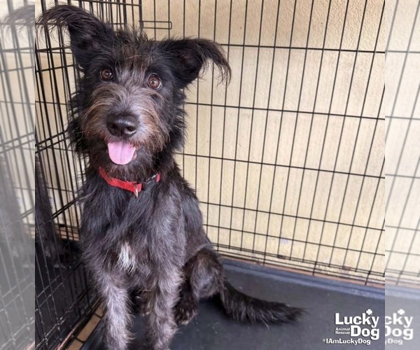 Medium Photo #6 Mutt Puppy For Sale in Washington, DC, USA