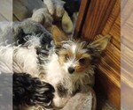 Image preview for Ad Listing. Nickname: Fritz