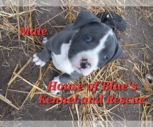 American Pit Bull Terrier Puppy for sale in DELAWARE, OH, USA