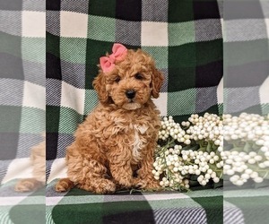 Cock-A-Poo Puppy for sale in CHRISTIANA, PA, USA