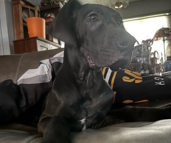 Medium Photo #19 Great Dane Puppy For Sale in ALIQUIPPA, PA, USA