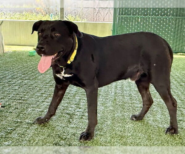 Medium Photo #2 Labrador Retriever Puppy For Sale in Pasadena, CA, USA