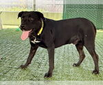 Small #1 Labrador Retriever