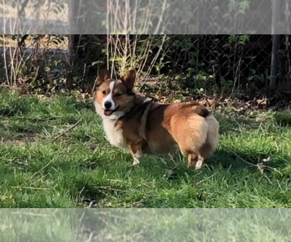 Medium Photo #1 Pembroke Welsh Corgi Puppy For Sale in INDEPENDENCE, MO, USA