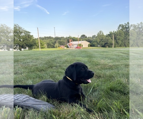 Medium Photo #3 Labrador Retriever Puppy For Sale in FREDERICKSBG, OH, USA