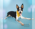 Small #1 Mutt