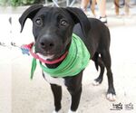 Small Labrador Retriever-Retriever  Mix