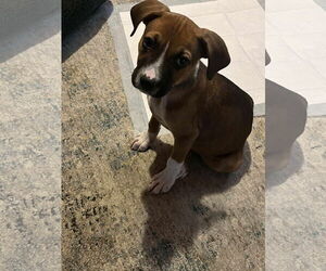 Boxer-Unknown Mix Dogs for adoption in pomfret, CT, USA
