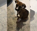 Small Boxer Mix