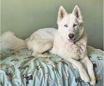 Small #1 Siberian Husky