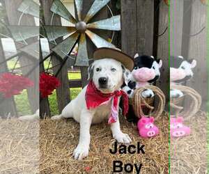 Lab-Pointer Dogs for adoption in Royal Palm Beach, FL, USA