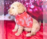 Small Photo #3 Goldendoodle Puppy For Sale in GONZALES, LA, USA