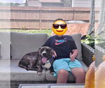 Small #3 Bullboxer Pit