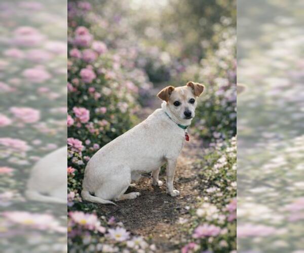 Medium Photo #5 Dachshund Puppy For Sale in Oakley, CA, USA