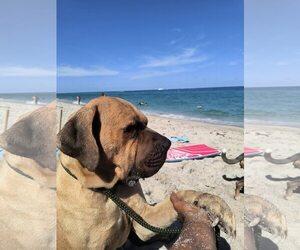 Mutt Dogs for adoption in Goodyear, AZ, USA