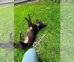 Small #8 Labrador Retriever Mix