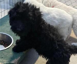 Goldendoodle (Miniature) Puppy for sale in BLOUNTVILLE, TN, USA