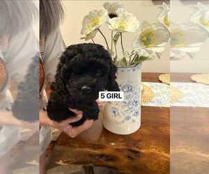 Poodle (Standard) Puppy for Sale in SAN JOSE, California USA