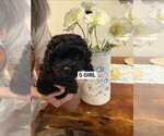 Small Poodle (Standard)
