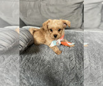 Small Photo #8 Yorkshire Terrier Puppy For Sale in MABLETON, GA, USA