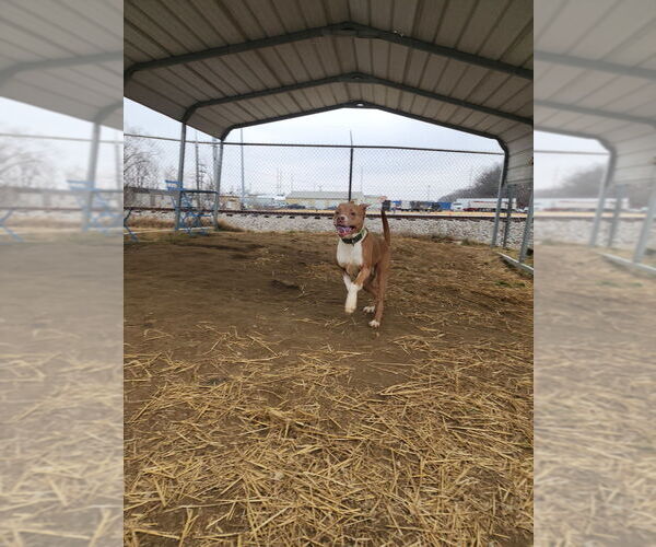 Medium Photo #4 Boxer-Unknown Mix Puppy For Sale in Evansville, IN, USA