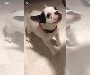 French Bulldog Puppy for sale in PROVIDENCE, RI, USA